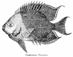 Illustration: Ch&aelig;todon Tricolor