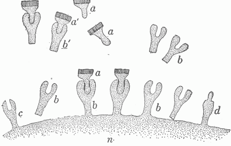 Fig. 18&mdash;Diagram To Illustrate Ehrlich'S Theory Of Antitoxine Formation. The surface of the cell (n) is covered with receptors some of which (b) fit the toxine molecule, (a) allowing the toxine to act upon the cell. Under the stimulus of this the cell produces these receptors in excess which enter into the blood and there combine with the toxine as in a^1 b^1, thus anchoring it and preventing it from acting upon the cells. The receptors c and d do not fit the toxine molecule.