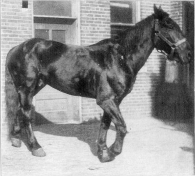 Fig. 8&mdash;Radial paralysis.