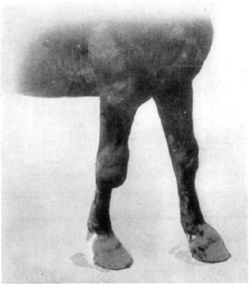 Fig. 12&mdash;Hygromatous condition of the right carpus, also
distension of sheaths of extensor tendons of both fore legs.