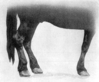 Fig. 20&mdash;Contraction of the superficial digital flexor
tendon (perforatus) of the right hind leg, due to tendinitis.