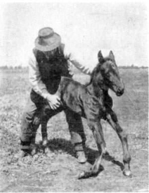 Fig. 25&mdash;''Fish knees.''&mdash;Photo by Thos. Millar,
M.R.C.V.S.