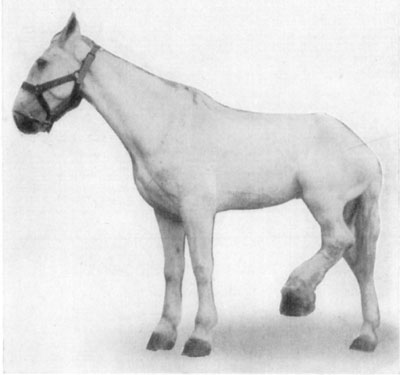Fig. 38&mdash;Chronic quittor, left hind foot. Showing
position assumed because of painfulness of the affection.