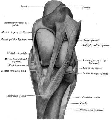 Fig. 45&mdash;Left stifle joint; front view. The capsules are
removed. 1. Middle patellar ligament. 2. Stump of fascia lata. 3. Stump
of common tendon of extensor longus and peroneus tertius. (From Sisson's
''Anatomy of Domestic Animals.'')