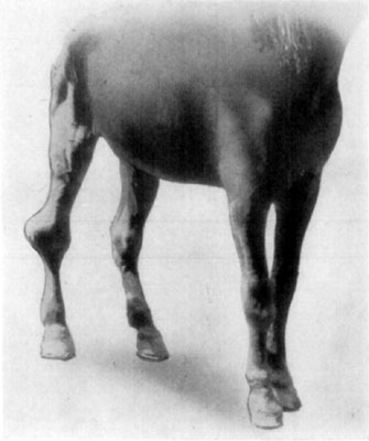 Fig. 58&mdash;Fibrosity of tarsus as a complication in chronic
thoroughpin.