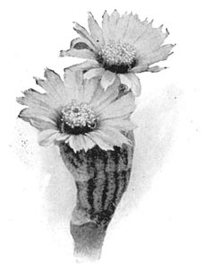 Cereus c&aelig;spitosus.