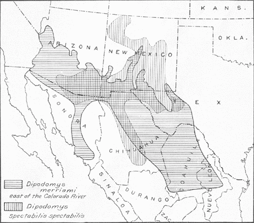 Fig. 1.&mdash;Range, east of the Colorado River, of Dipodomys spectabilis spectabilis compared with that of Dipodomys merriami. Cross hatching indicates area of overlapping of the two forms. The range of Dipodomys deserti, not shown on the map, is west of that of spectabilis, and so far as known the two do not overlap.