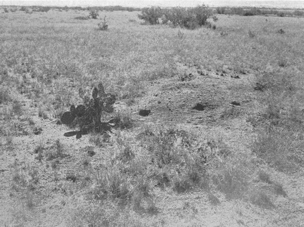 Plate V. Fig. 2.&mdash;Mound and Runways.