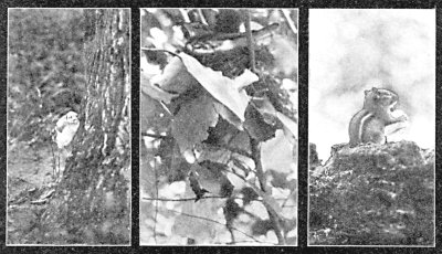 YOUNG BLUE-JAY TRYING TO CLIMB BACK TO ITS NEST
"THE WOOD THRUSH HAS A LATE NEST IN A YOUNG ELM" (p. 41)
"THE CHIPMUNK HOLDS IN HIS PAWS A BIT OF BREAD" (p. 20)