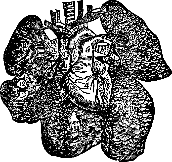 Illustration:
Fig. 44. A representation of the heart and lungs.