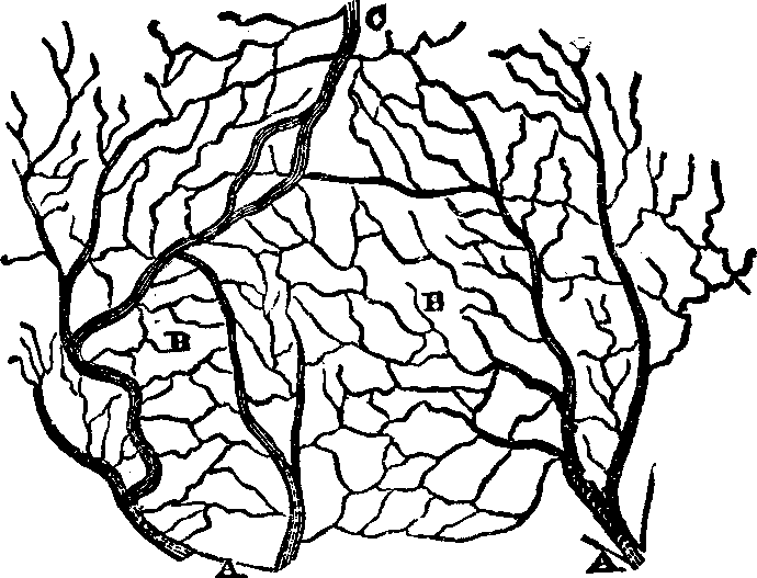 Illustration:
Fig. 46: An ideal view of the papill&aelig;. 