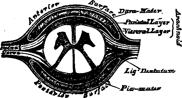Illustration:
Fig. 56. Cross-section of spinal cord.