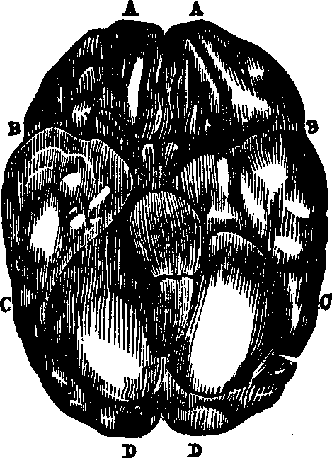 Illustration:
Fig 85. European.