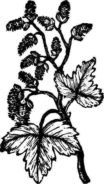 Illustration:
Fig. 139. White Poplar. 