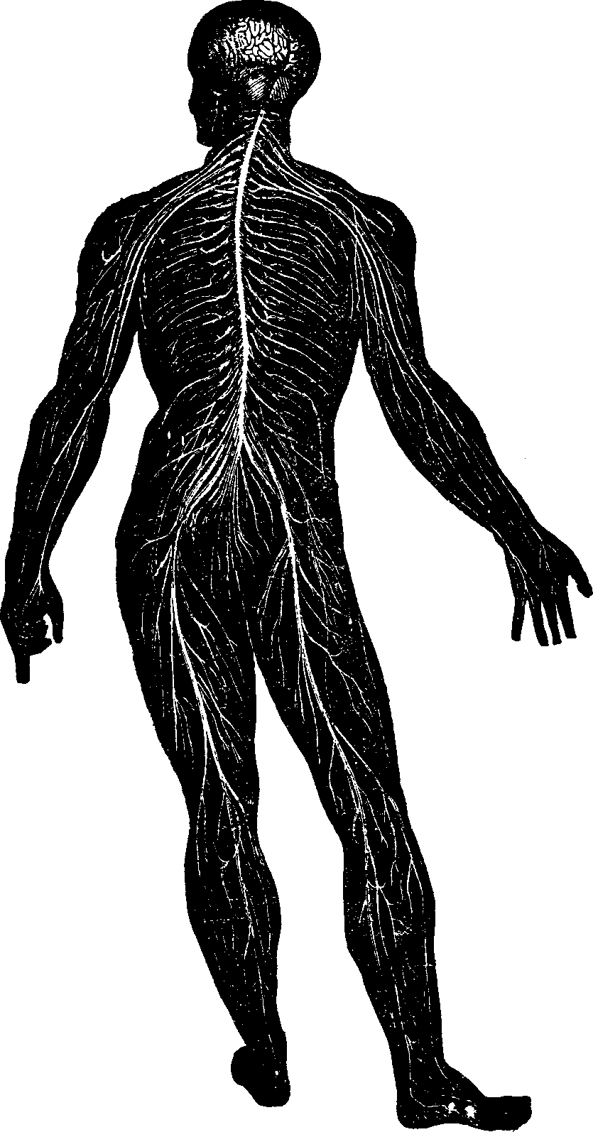 Illustration:
Fig. 1. Nervous System.