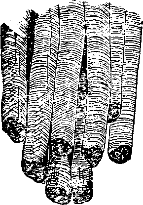 Illustration:
Fig. 15. Muscular fibre highly magnified.