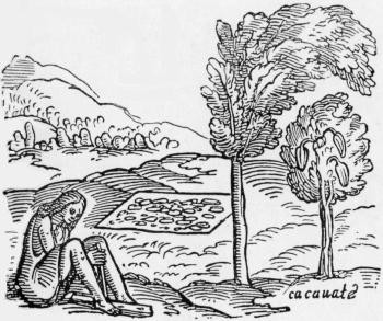 COPY OF AN OLD ENGRAVING SHOWING THE CACAO TREE, AND A TREE SHADING IT.
(From _Bontekoe's Works_.)