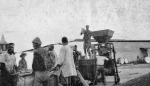 BAGGING CACAO, GOLD COAST.
Reproduced by permission of the Editor of "West Africa."