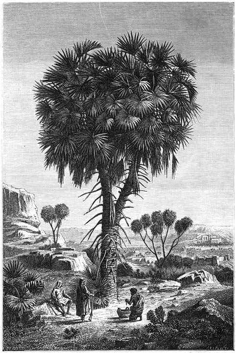 Doumpalm (Crucifera theba&iuml;ca).