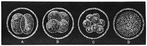 Fig. 25.&mdash;Eerste trappen van ontwikkeling van een zoogdier.