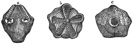 Fig. 133. Armpootige weekdieren uit het devonische tijdperk. Haplocrinus mespiliformis.&mdash;a. Van ter zijde. b. Van boven. c. Van onderen.