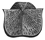 Fig. 174&ndash;175. Armpootigen uit de steenkoolperiode.