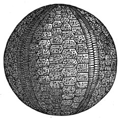 Fig. 176&ndash;177. Zee&euml;gels en zeeleli&euml;n uit de steenkoolperiode.