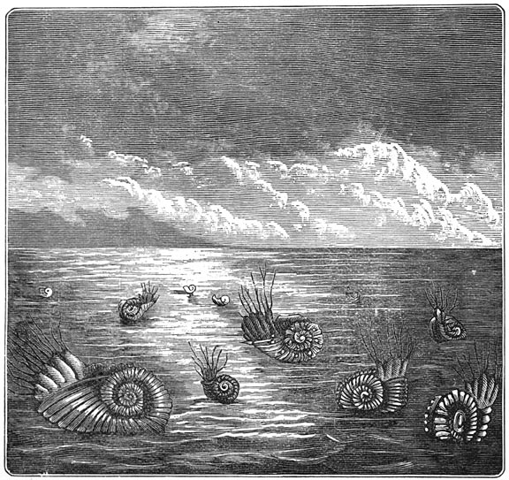 Fig. 201. De ammonieten der triaszee&euml;n.