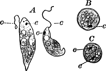 Fig.&nbsp;9.