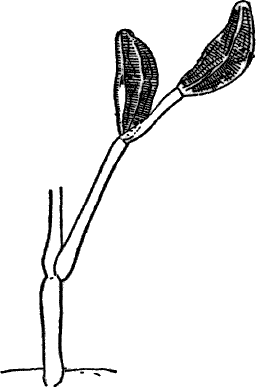 Fig.&nbsp;25.