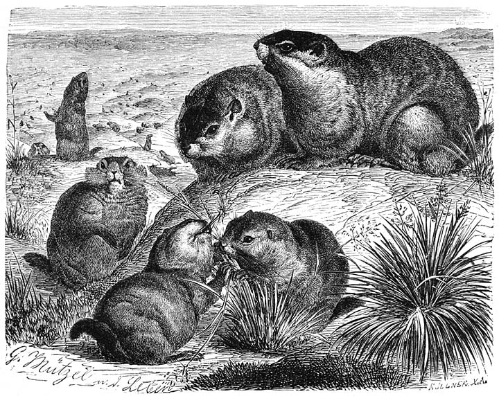 Prairie-hond (Cynomys ludovicianus). &frac14; v.d. ware grootte.