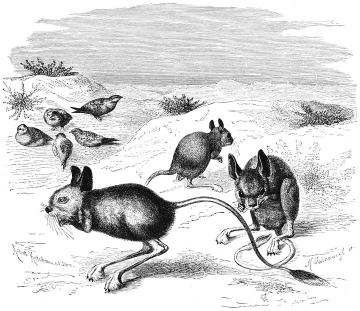 Woestĳn-springmuis (Dipus aegyptius). &frac12; v.d. ware grootte.