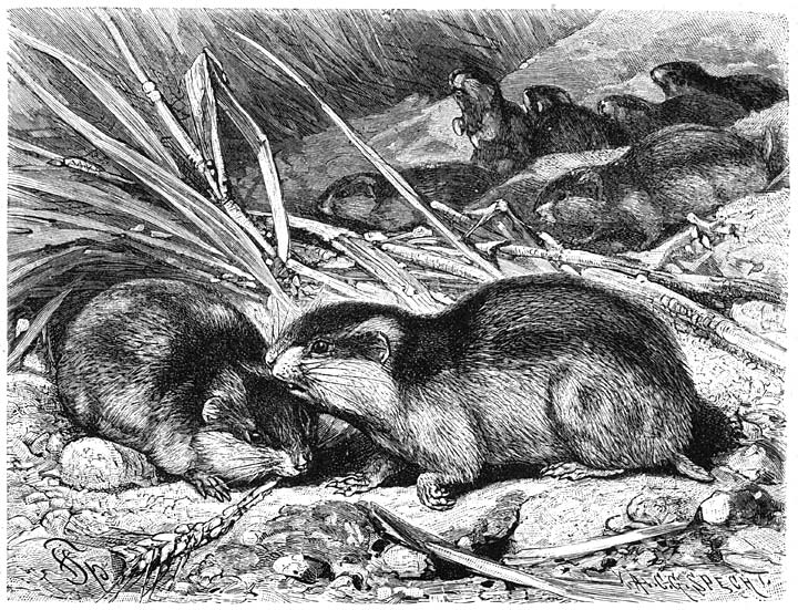 Lemming (Myodes lemmus). &frac12; v.d. ware grootte