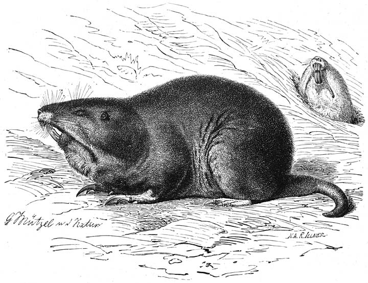 Goffer (Geomys bursarius). &frac14; v.d. ware grootte.