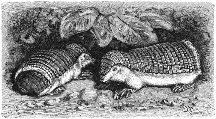 Gordelmuis (Chlamydophorus truncatus). &frac12; v.d. ware grootte.