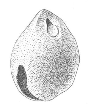 Fig. 261&mdash;Clay Bell from Awatobi (natural size)