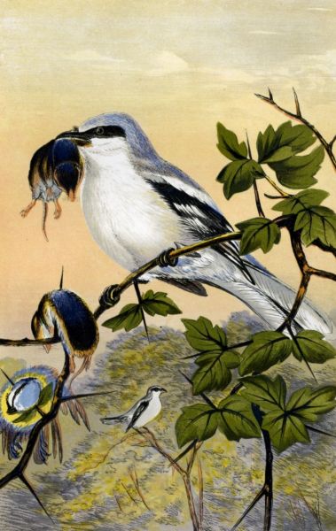 GREAT GREY SHRIKE, OR BUTCHER BIRD, WITH ITS
VICTIMS&mdash;SHREWS AND BLUE TITMOUSE.