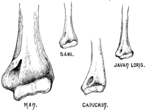 Perforation of the humerus
in three species of Quadrumana and in Man.