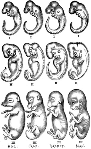 Another series of embryos
representing four different divisions of the class Mammalia.