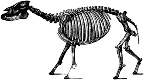 Pal&aelig;otherium.
