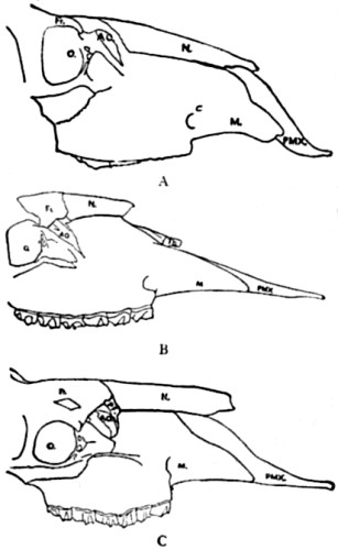 Skulls of Canadian Stag, Cervalces
Americanus and Elk.