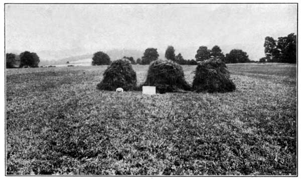 Clover and Timothy with Fertilizer alone at the
Pennsylvania Experiment Station Yielded 3900 Pounds per Acre