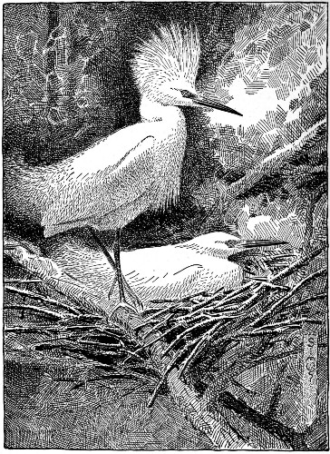 That criss-cross pile of old dead twigs was a dear home,
and they both guarded it.