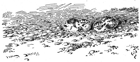 The little rascals could practise the art of
camouflage.