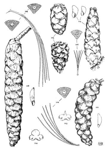 PLATE XI. P. EXCELSA (108-110), PEUCE (111-113),
PARVIFLORA (114-116)