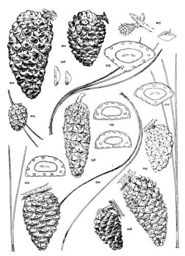 PLATE XXIII. P. MERKUSII (198-200), SINENSIS (201-207),
INSULARIS (208-210)