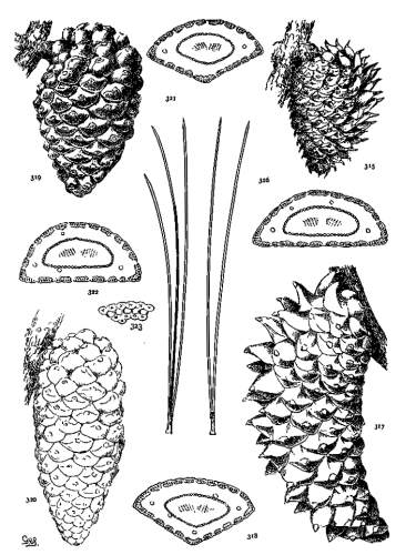 PLATE XXXVII. P. MURICATA (315, 316), ATTENUATA (317,
318), RADIATA (319-323)