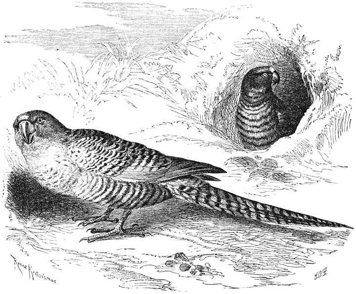 Grondparkiet (Pezoporus formosus). &frac12; v. d. ware grootte.