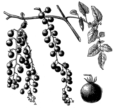 FIG. 5&mdash;CURRANT TOMATO AND CHARACTERISTIC CLUSTERS