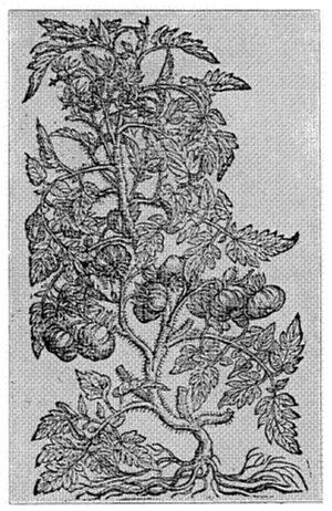 FIG. 9&mdash;ONE OF THE FIRST ILLUSTRATIONS OF THE TOMATO Poma amoris, (Pomum aureum), (Lycopersicum), 1581